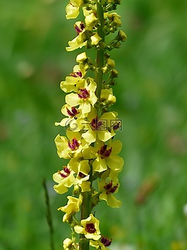 鮮花,黃色,黑色 mullein