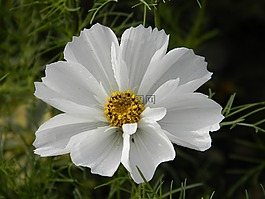 宇宙,花,白