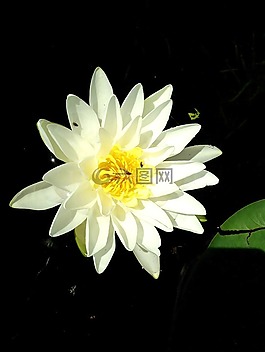 花,水,百合