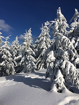 雪,冬天,弗羅斯特