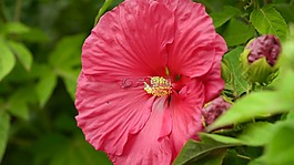 自然,植物區(qū)系,花