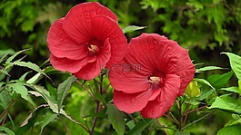 花,自然,植物區(qū)系