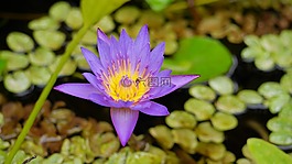 池,植物區(qū)系,自然