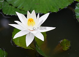 花,植物區(qū)系,池