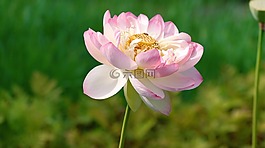 花,自然,植物區(qū)系