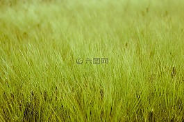 谷穗,綠色,綠色小麥