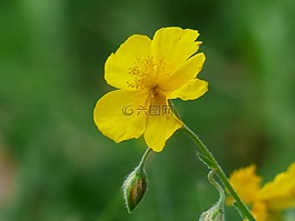 黃棕色,花,開花