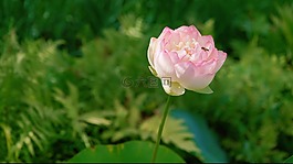 自然,花,植物區(qū)系