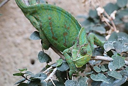 變色龍,chamaeleonidae,綠色