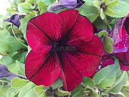 矮牽牛,紅色矮牽牛,花卉