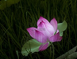 蓮花,孤獨,斜
