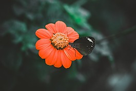光明,蝴蝶,特寫
