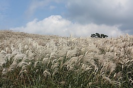 里德,秋季,濟(jì)州島