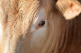 動(dòng)物,牛肉,牛