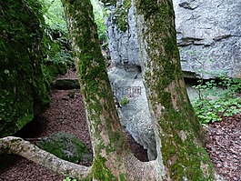 樹干,樹木,巖