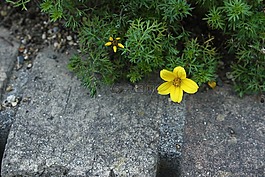 鮮花,自然,黃色