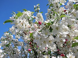 鮮花,蘋果花,蘋果樹