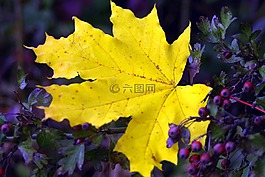 克隆,葉,黃色