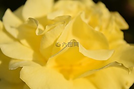 背景,玫瑰,關(guān)閉