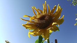 太陽花,開花,花