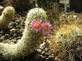 仙人掌,肉質(zhì),花