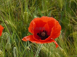 klatschmohn,红色,花