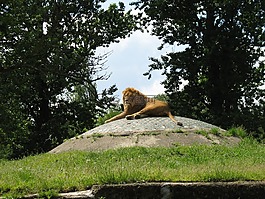 獅子,動(dòng)物園,野生動(dòng)物