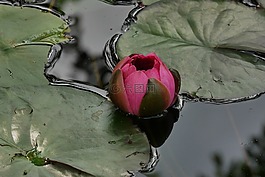 睡蓮,池塘,水
