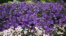 開(kāi)花,光明,顏色