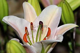 百合,黃花菜,開(kāi)花