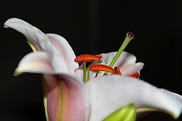 百合,黃花菜,開(kāi)花