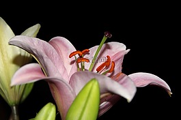 百合,黃花菜,開(kāi)花