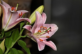 百合,黃花菜,開(kāi)花
