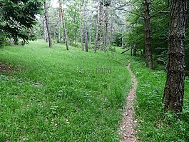 森林路徑,線索,wegchen