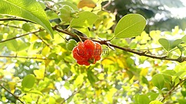 樱桃,水果,脚 pitanga
