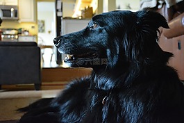 狗,黑犬,小狗