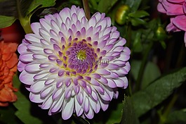 嬌琴紗,開花,花
