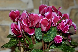 仙客來,myrsinengew?chse,植物群