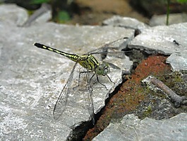 蜻蜓,綠色,hiitam