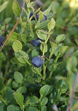 藍莓,食品,水果