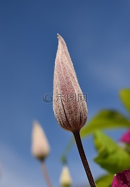 芽,開花,性質(zhì)