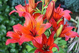 百合,紅色,橙
