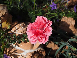 香石竹,斯威特威廉,花序