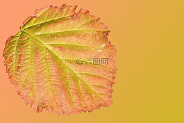 葉子,秋天的落葉,秋天的顏色