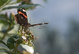 蝴蝶,昆虫,花园
