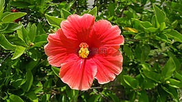 槿,紅色,橙色