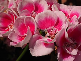 天竺葵,開花,花