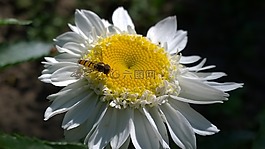 黛西,夏季,昆蟲