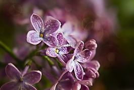 無,春,鮮花