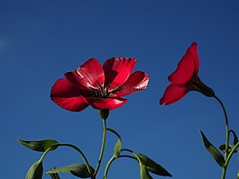 紅色 lein,開花,花